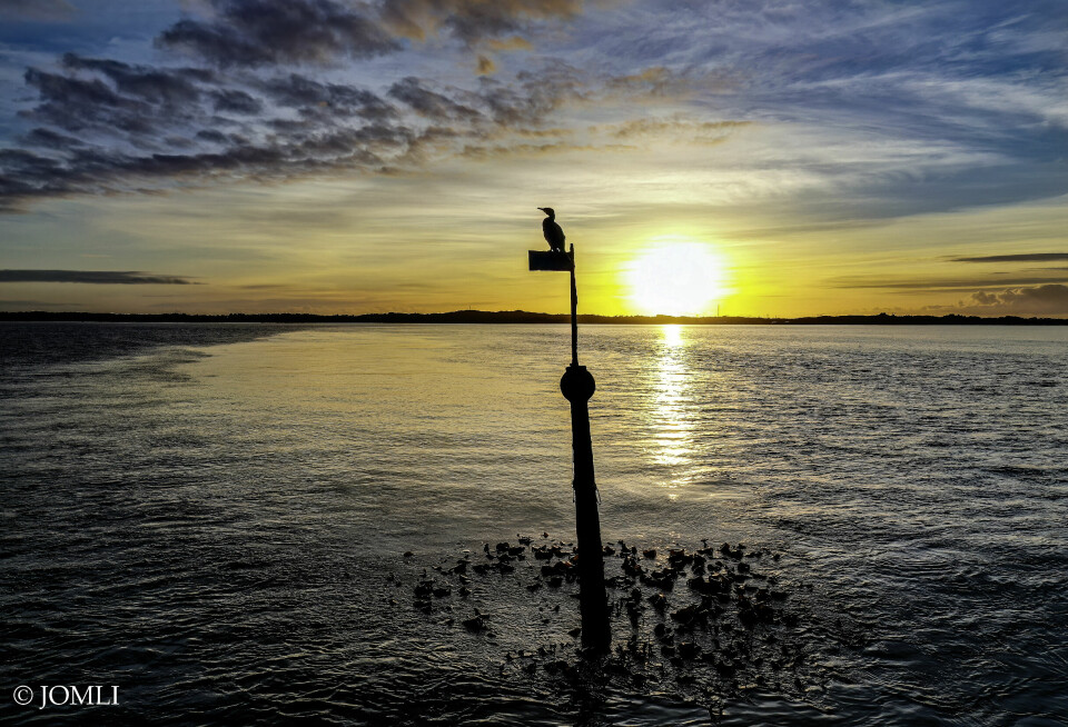 En skarv sitter på et sjømerke på Herdla. Bildet er tatt med drone.
