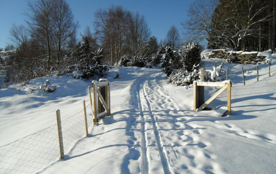 Vinteridyll i Kjerrgarden. Bildet er tatt før lysløypen ble anlagt her.