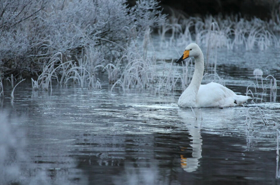 En nydelig svane og en nydelig frostdag i Tressvatnet på Follese.