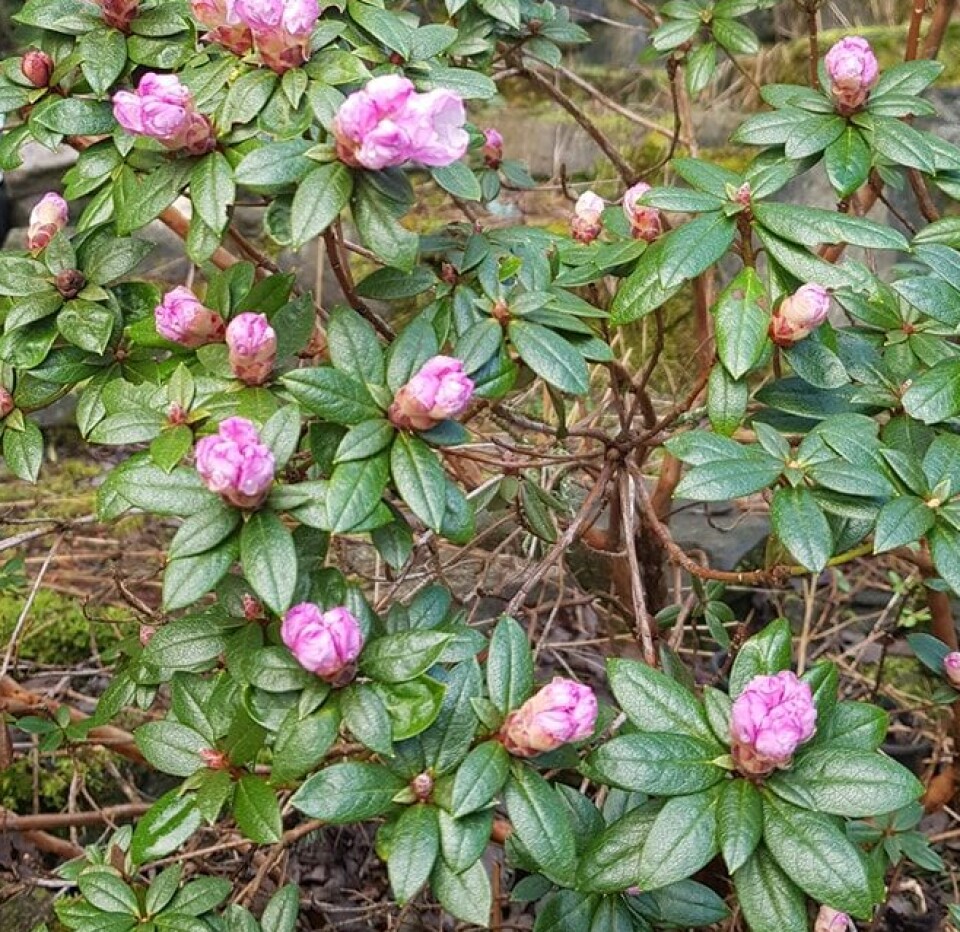 VÅRENS FØRSTE: Rhododendron February dawn blomstrer nå hos Eides Stauder på Abbedissen
