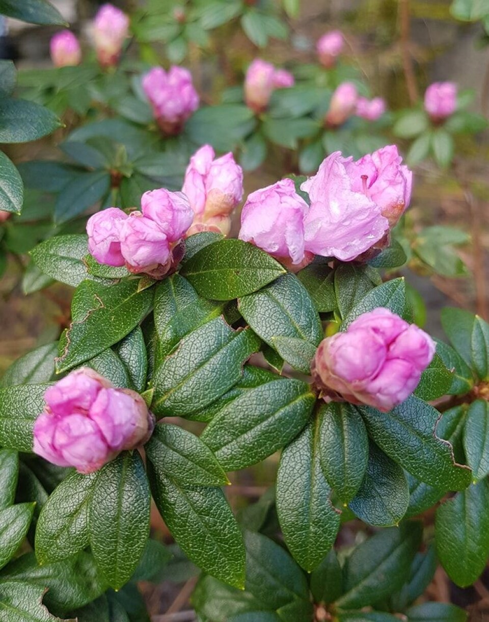 DEILIG ROSA: Ingenting er som en rosa blomst i februar! Nå må det bare ikke komme frost, for da blir de brune og stygge.