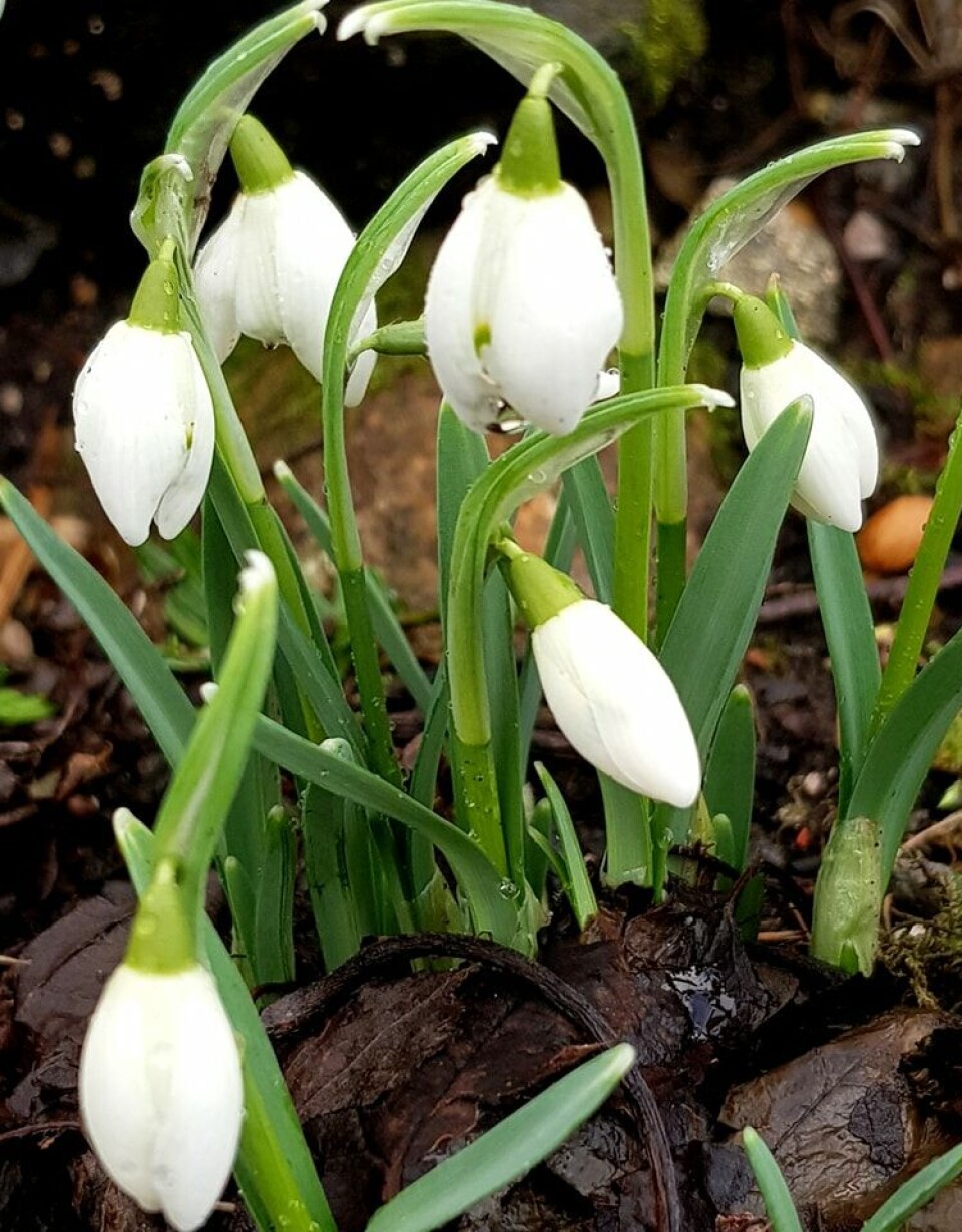 FLOTTE: Snøklokke er en art i påskeliljefamilien med hvite, klokkeformede blomster.