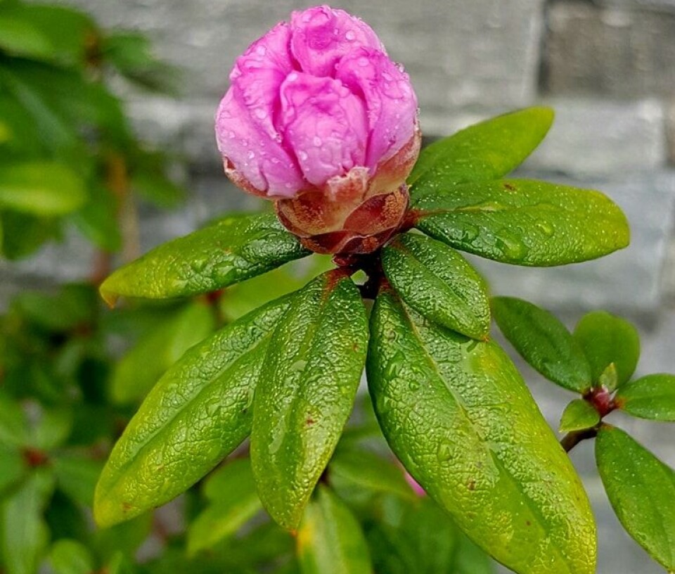 TIDLIG: Som navnet tilsier, så blomstrer Rhododendron February Dawn som oftest i februar. Men den kan faktisk begynne blomstringen så tidlig som i slutten av januar.