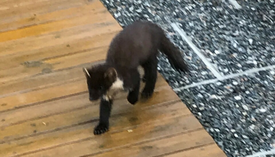 MÅR PÅ NORD: Denne måren vandret rundt på terrassen til Leif Fromreide på Fromreide.