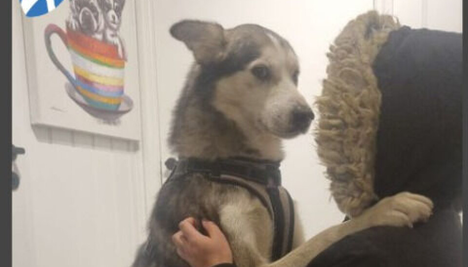 Huskyen K2 er tilbake - på rømmen!