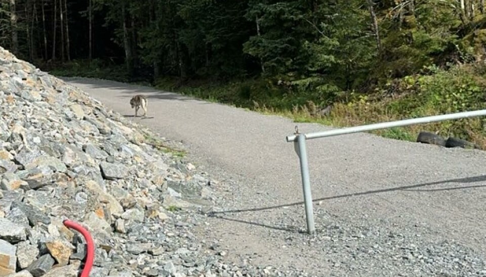 - Den virket veldig sliten