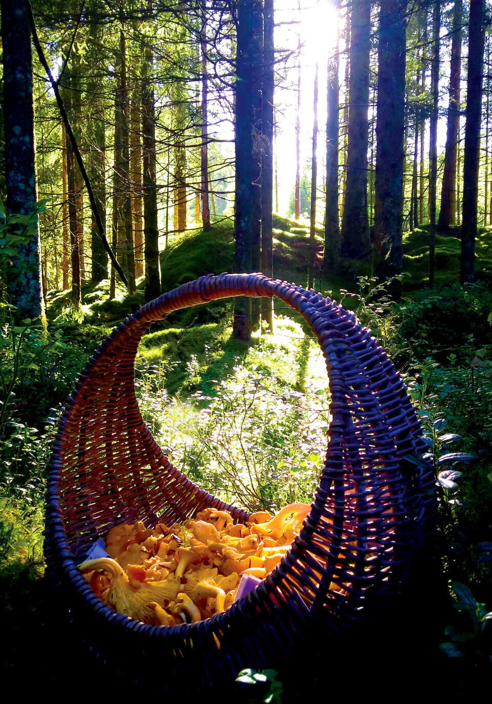 IDYLL: en sopptur på en fin høstdag er ikke å forakte.