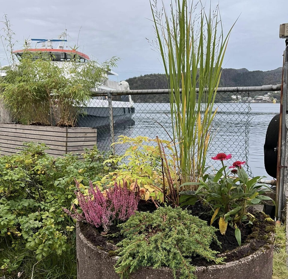 FINT: Med dugnadsinnsats, planter og flett ny benk ble det riktig så fint etter at Kleppestø Vel hadde vært i aksjon.