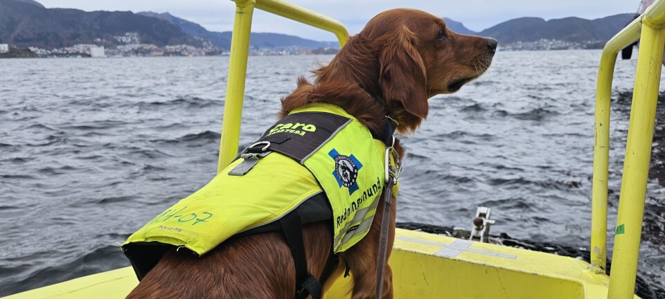 Ber publikum forholde seg rolig