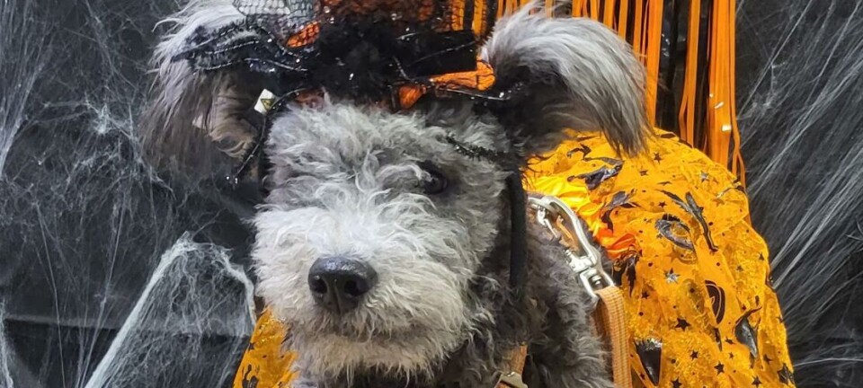 Halloween-fest for firbeinte